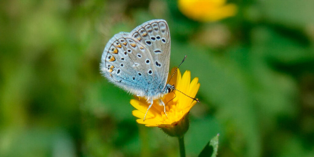 Newsletter AFP Agosto 2025