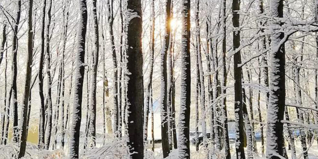 Newsletter dicembre 2025